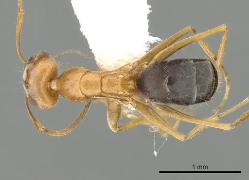 Forelius nigriventris specimen CASENT0249694 image casent0249694_1