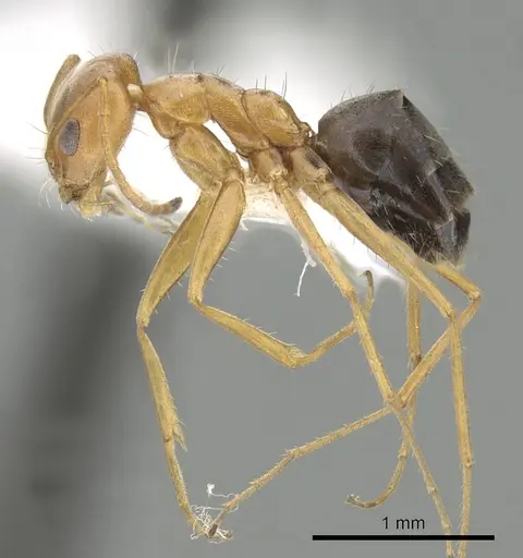 Forelius nigriventris specimen CASENT0249694 image casent0249694_3