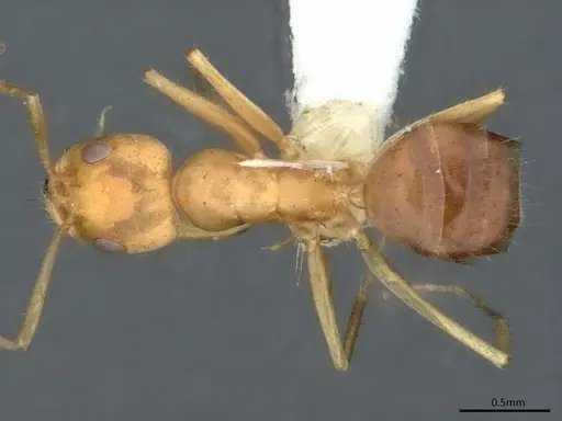 Forelius nigriventris specimen CASENT0841238 image casent0841238_1