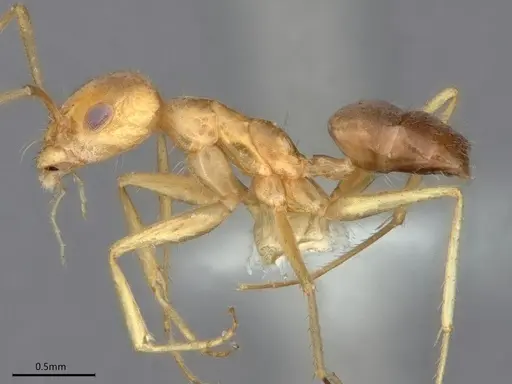 Forelius nigriventris specimen CASENT0841238 image casent0841238_3