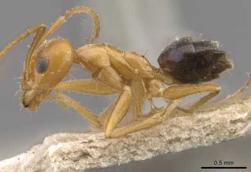 Forelius nigriventris specimen CASENT0909722 image casent0909722_3