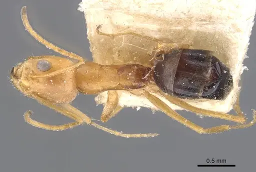 Forelius nigriventris specimen CASENT0911554 image casent0911554_1