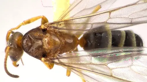 Forelius pruinosus specimen ANTWEB1041659 image antweb1041659_1