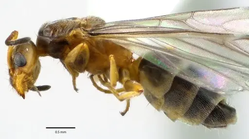 Forelius pruinosus specimen ANTWEB1041659 image antweb1041659_3
