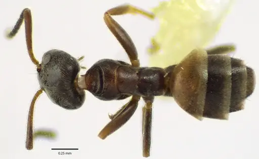 Forelius pruinosus specimen ANTWEB1041660 image antweb1041660_1
