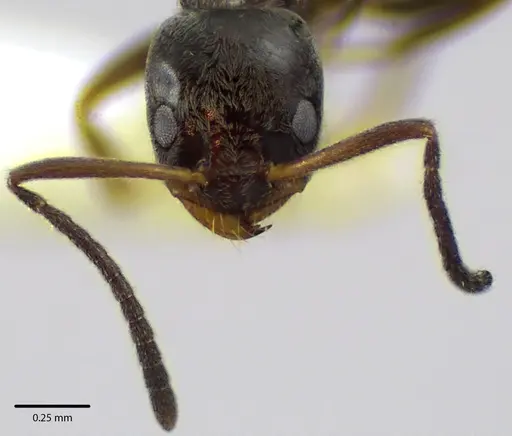 Forelius pruinosus specimen ANTWEB1041660 image antweb1041660_2