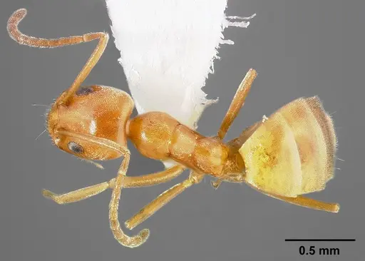 Forelius pruinosus specimen CASENT0005320 image casent0005320_1