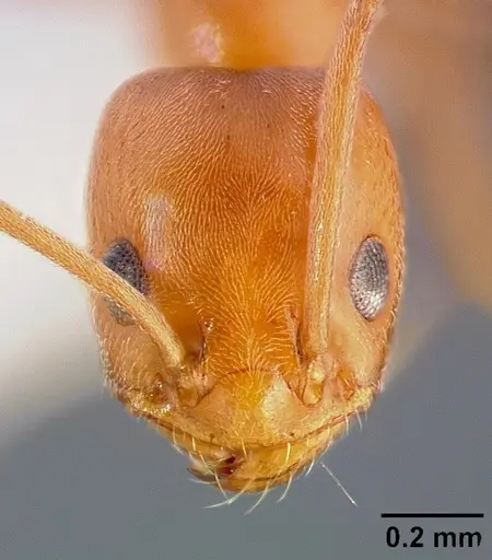 Forelius pruinosus specimen CASENT0005320 image casent0005320_2