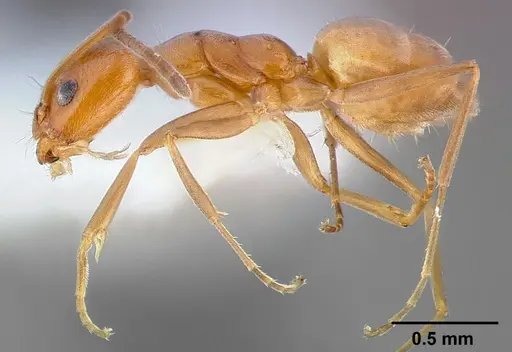 Forelius pruinosus specimen CASENT0005320 image casent0005320_3