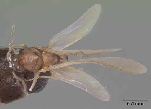Forelius pruinosus specimen CASENT0102698 image casent0102698_1