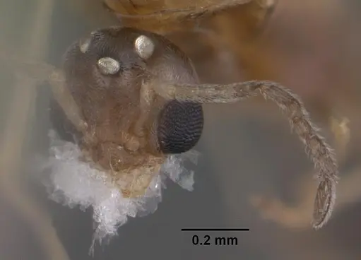 Forelius pruinosus specimen CASENT0102698 image casent0102698_3