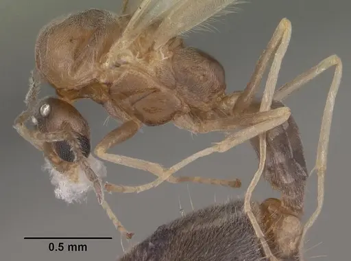Forelius pruinosus specimen CASENT0102698 image casent0102698_4