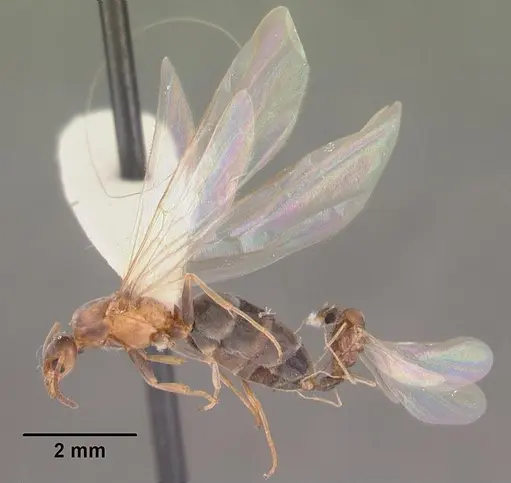 Forelius pruinosus specimen CASENT0102698 image casent0102698_5