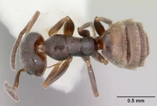 Forelius pruinosus specimen CASENT0103169 image casent0103169_1