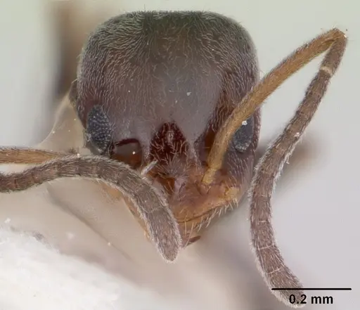Forelius pruinosus specimen CASENT0103169 image casent0103169_2
