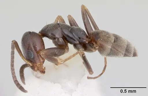 Forelius pruinosus specimen CASENT0103169 image casent0103169_3