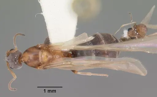 Forelius pruinosus specimen CASENT0103908 image casent0103908_1
