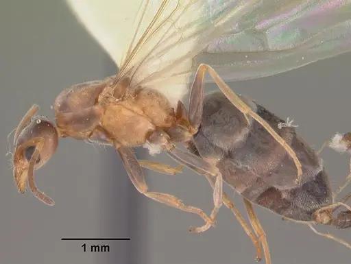 Forelius pruinosus specimen CASENT0103908 image casent0103908_3