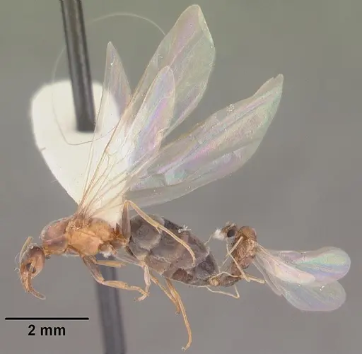 Forelius pruinosus specimen CASENT0103908 image casent0103908_4