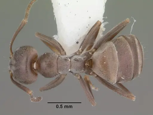 Forelius pruinosus specimen CASENT0103912 image casent0103912_1