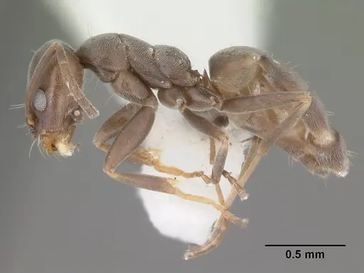 Forelius pruinosus specimen CASENT0103912 image casent0103912_3