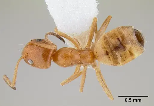 Forelius pruinosus specimen CASENT0106039 image casent0106039_1