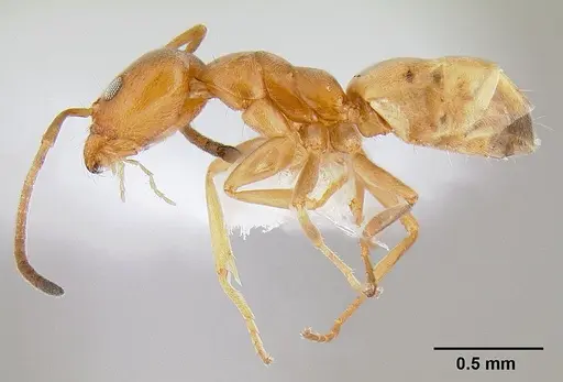 Forelius pruinosus specimen CASENT0106039 image casent0106039_3