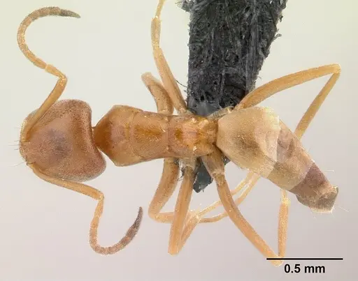 Forelius pruinosus specimen CASENT0196149 image casent0196149_1