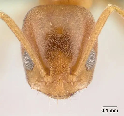 Forelius pruinosus specimen CASENT0196149 image casent0196149_2