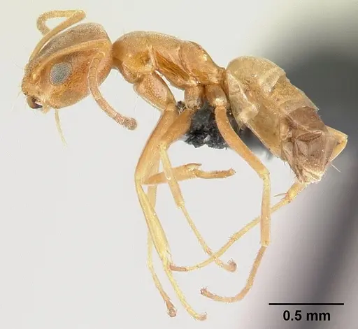 Forelius pruinosus specimen CASENT0196149 image casent0196149_3