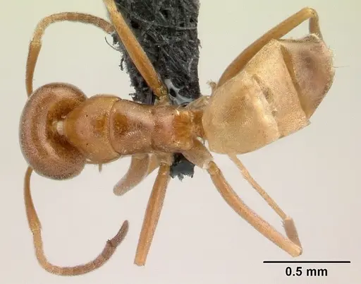 Forelius pruinosus specimen CASENT0196151 image casent0196151_1