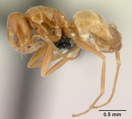 Forelius pruinosus specimen CASENT0196151 image casent0196151_3
