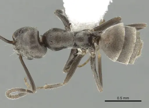 Forelius pruinosus specimen CASENT0249695 image casent0249695_1