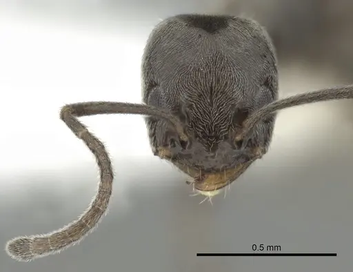 Forelius pruinosus specimen CASENT0249695 image casent0249695_2