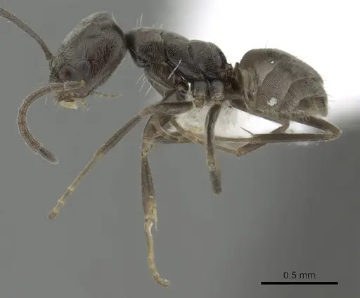 Forelius pruinosus specimen CASENT0249695 image casent0249695_3