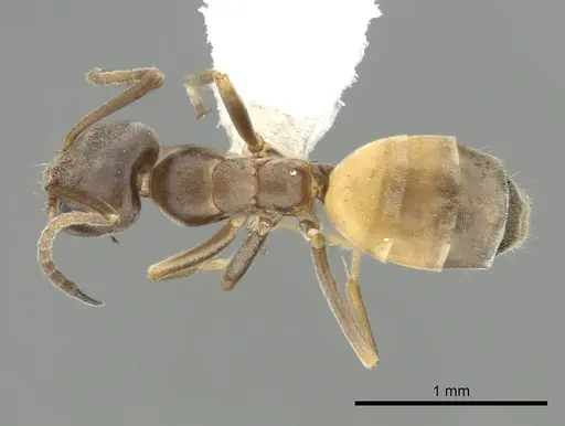Forelius pruinosus specimen CASENT0249696 image casent0249696_1