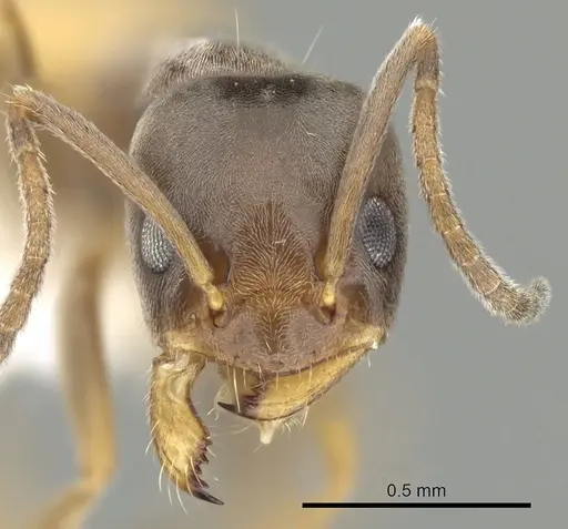 Forelius pruinosus specimen CASENT0249696 image casent0249696_2