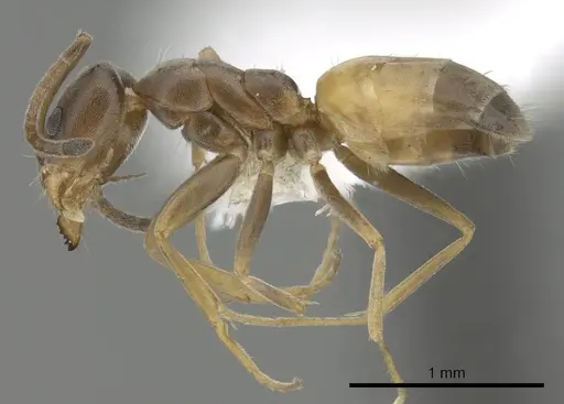 Forelius pruinosus specimen CASENT0249696 image casent0249696_3