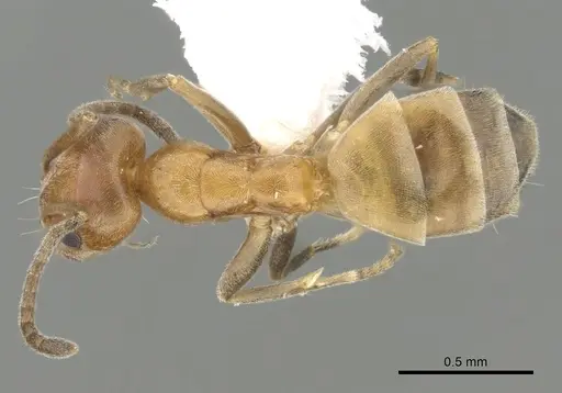 Forelius pruinosus specimen CASENT0249697 image casent0249697_1