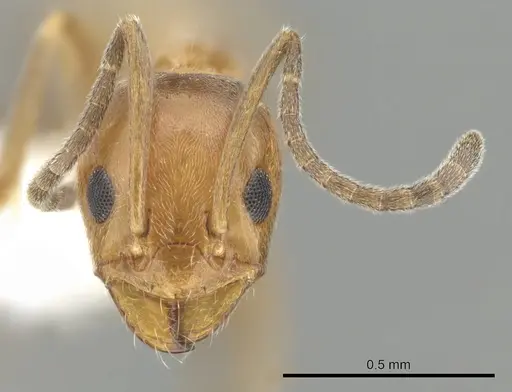 Forelius pruinosus specimen CASENT0249697 image casent0249697_2