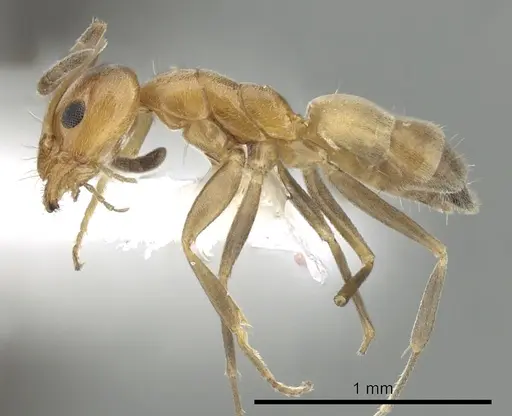 Forelius pruinosus specimen CASENT0249697 image casent0249697_3