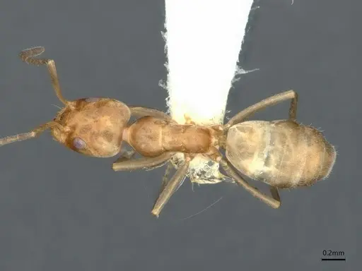 Forelius pruinosus specimen CASENT0841240 image casent0841240_1