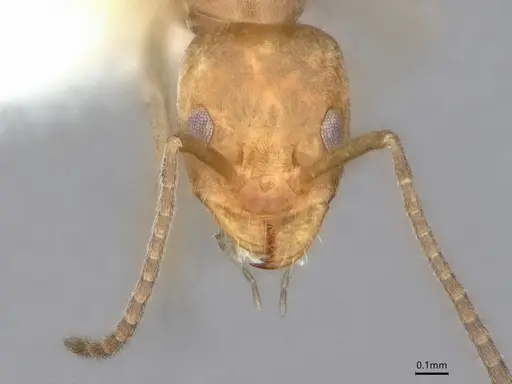 Forelius pruinosus specimen CASENT0841240 image casent0841240_2