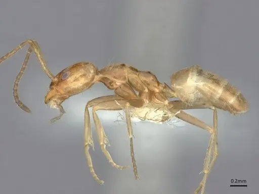 Forelius pruinosus specimen CASENT0841240 image casent0841240_3