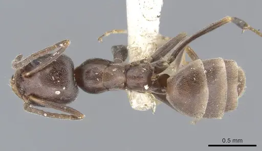 Forelius pruinosus specimen CASENT0915583 image casent0915583_1