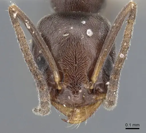 Forelius pruinosus specimen CASENT0915583 image casent0915583_2