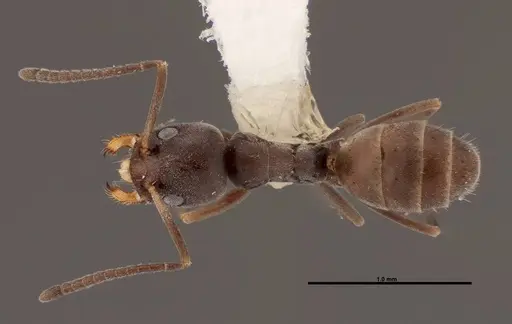 Forelius pruinosus specimen FMNHINS0000062863 image fmnhins0000062863_1