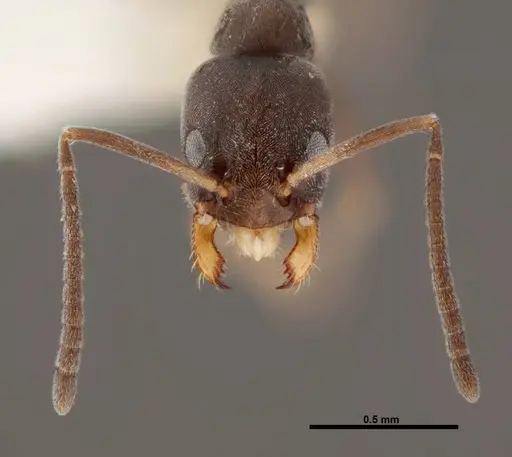 Forelius pruinosus specimen FMNHINS0000062863 image fmnhins0000062863_2