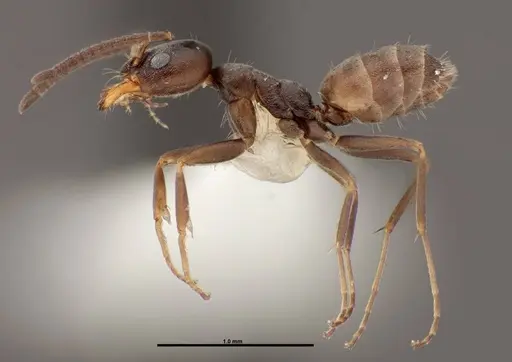 Forelius pruinosus specimen FMNHINS0000062863 image fmnhins0000062863_3