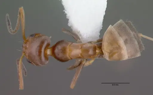 Forelius pruinosus specimen PSW14182-1 image psw14182-1_1